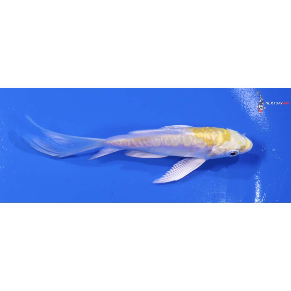 4” Imported Doitsu Lemon Hariwake Butterfly Koi - Image 2