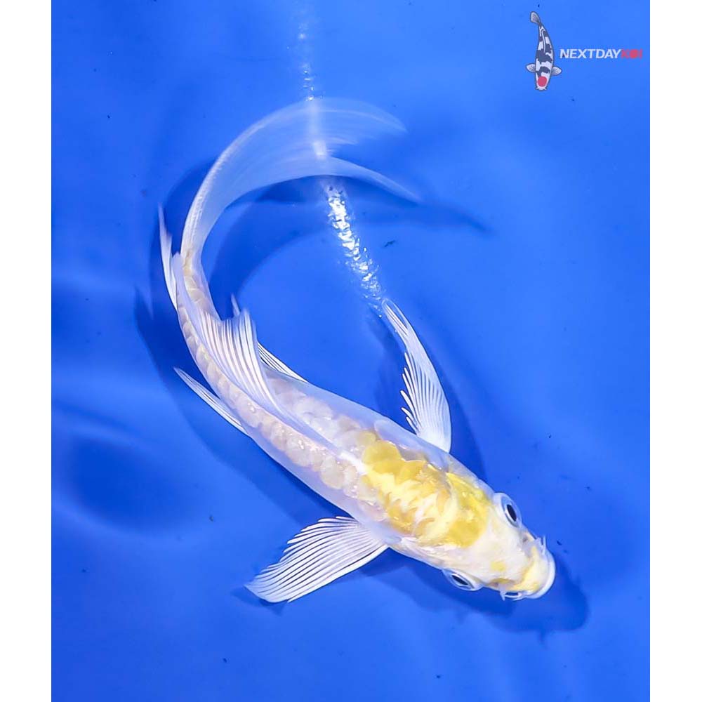 4” Imported Doitsu Lemon Hariwake Butterfly Koi - Image 3