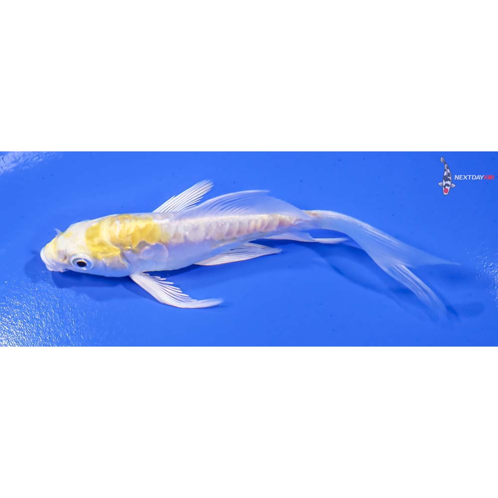 4” Imported Doitsu Lemon Hariwake Butterfly Koi - Image 4