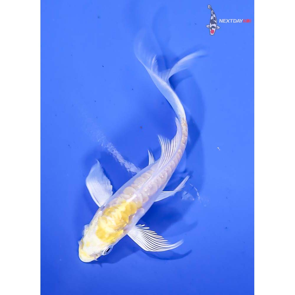 4” Imported Doitsu Lemon Hariwake Butterfly Koi - Image 5