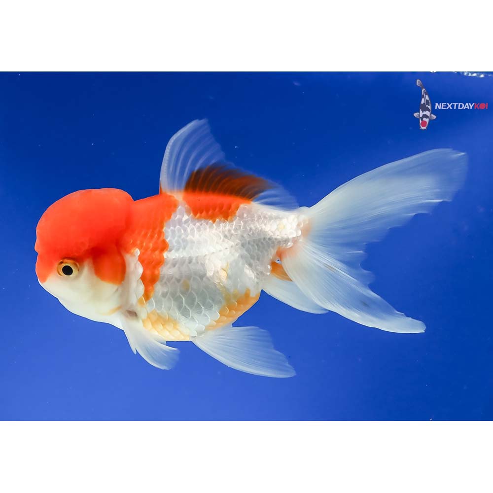 5” Imported Male Red and White Oranda - Image 2