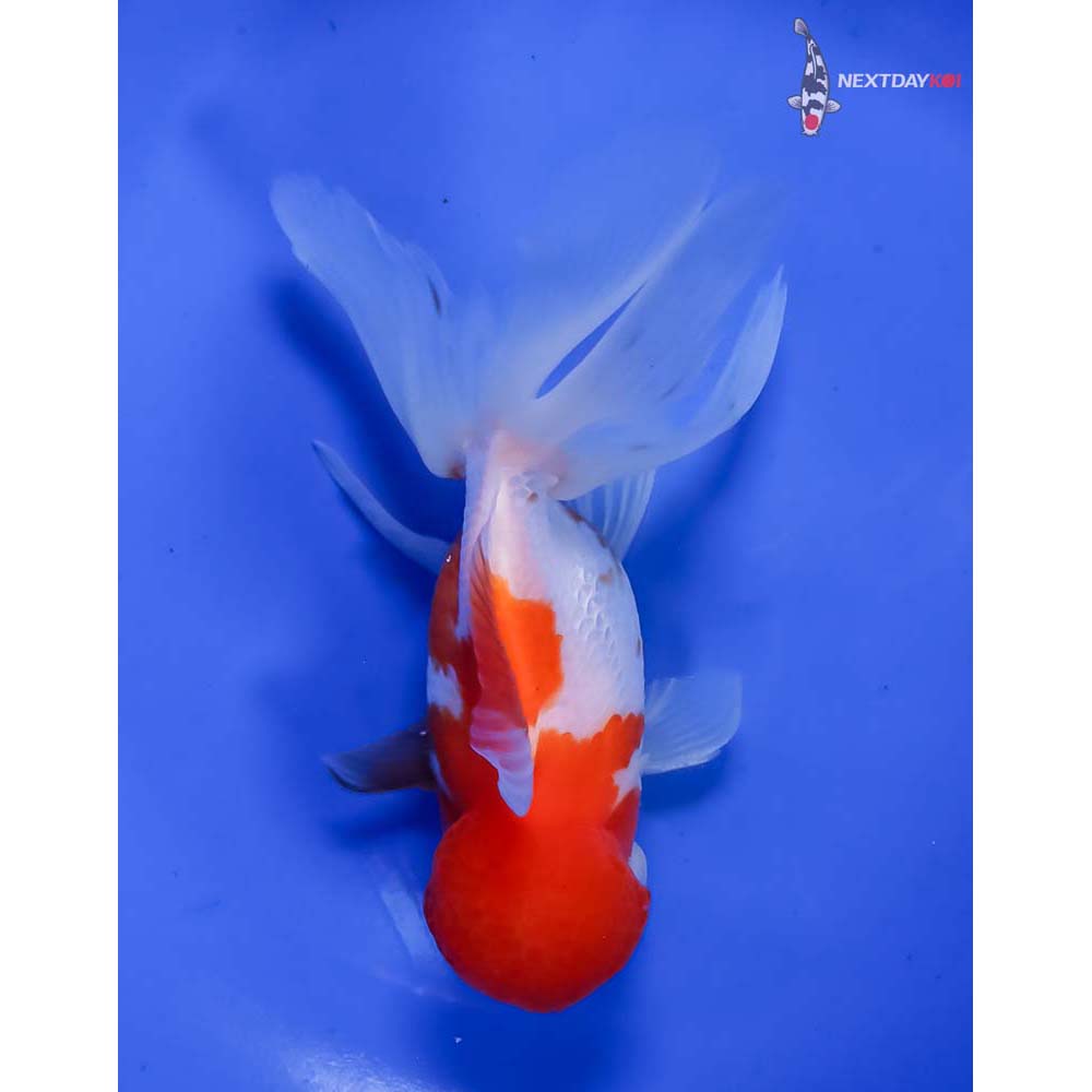 5” Imported Male Red and White Oranda - Image 3