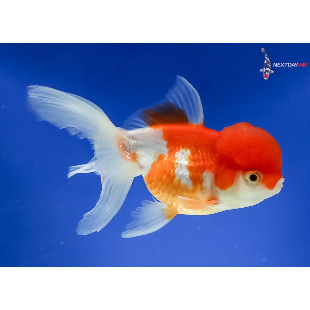 5” Imported Male Red and White Oranda - Image 4
