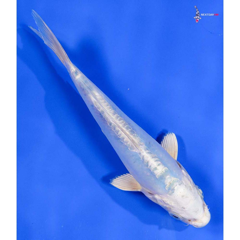 7” Imported Doitsu Platinum Ogon - Image 3