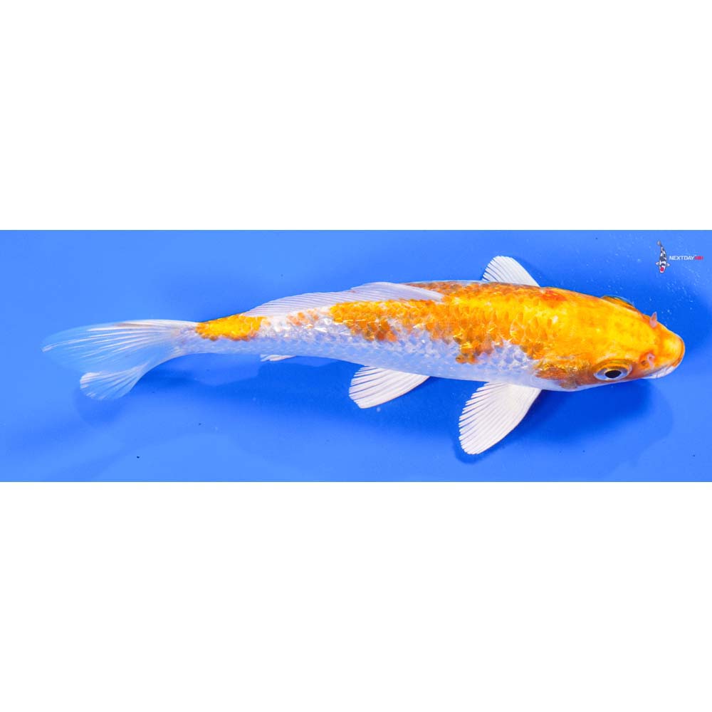 6” Imported Gin Rin Hariwake - Image 2