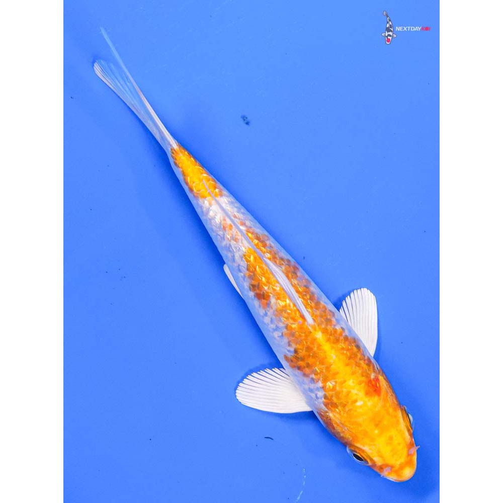 6” Imported Gin Rin Hariwake - Image 3