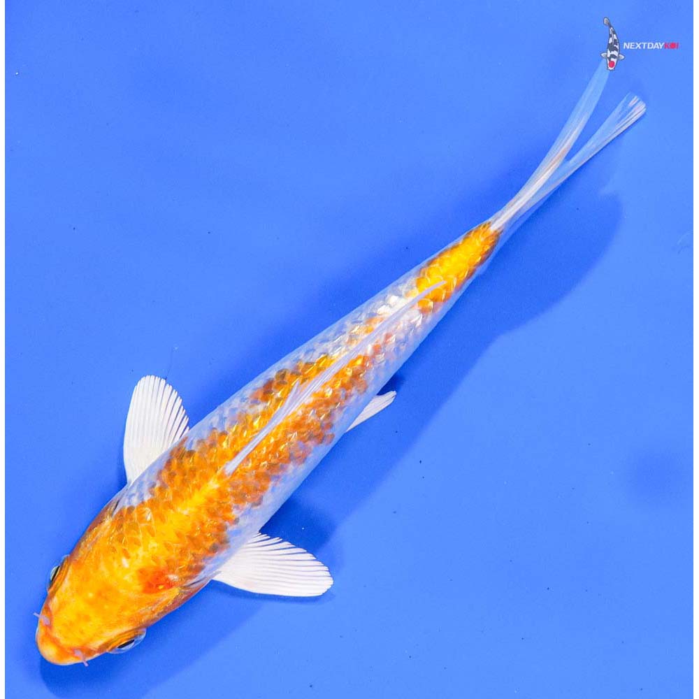 6” Imported Gin Rin Hariwake - Image 5