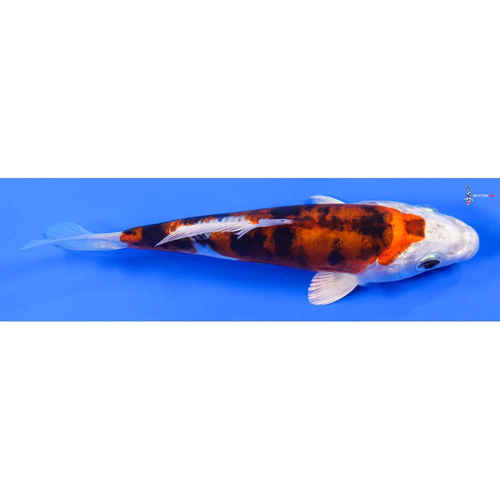 6” Imported Heisei Nishiki - Image 2