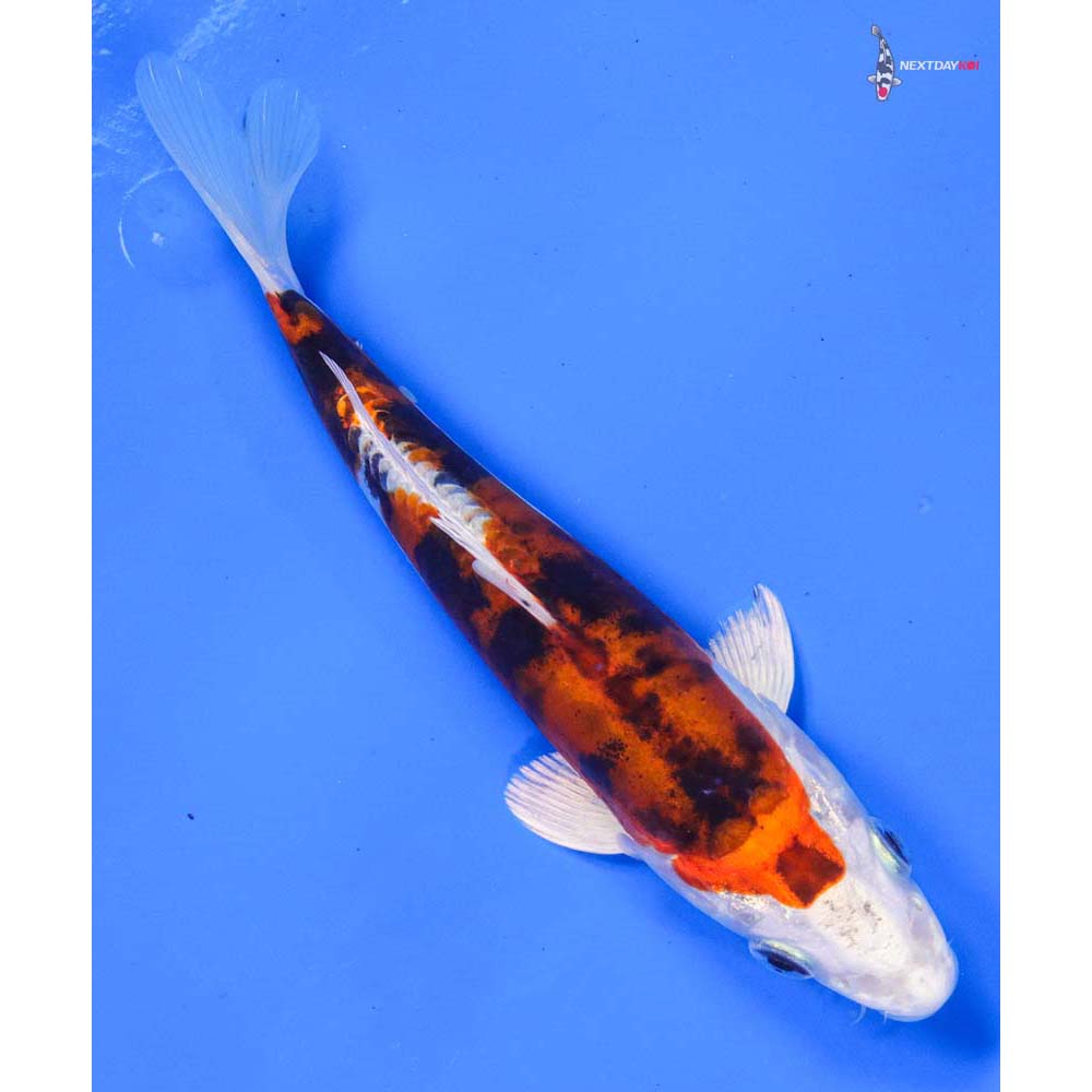 6” Imported Heisei Nishiki - Image 3