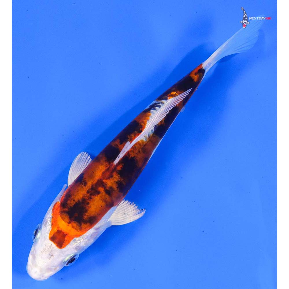 6” Imported Heisei Nishiki - Image 5