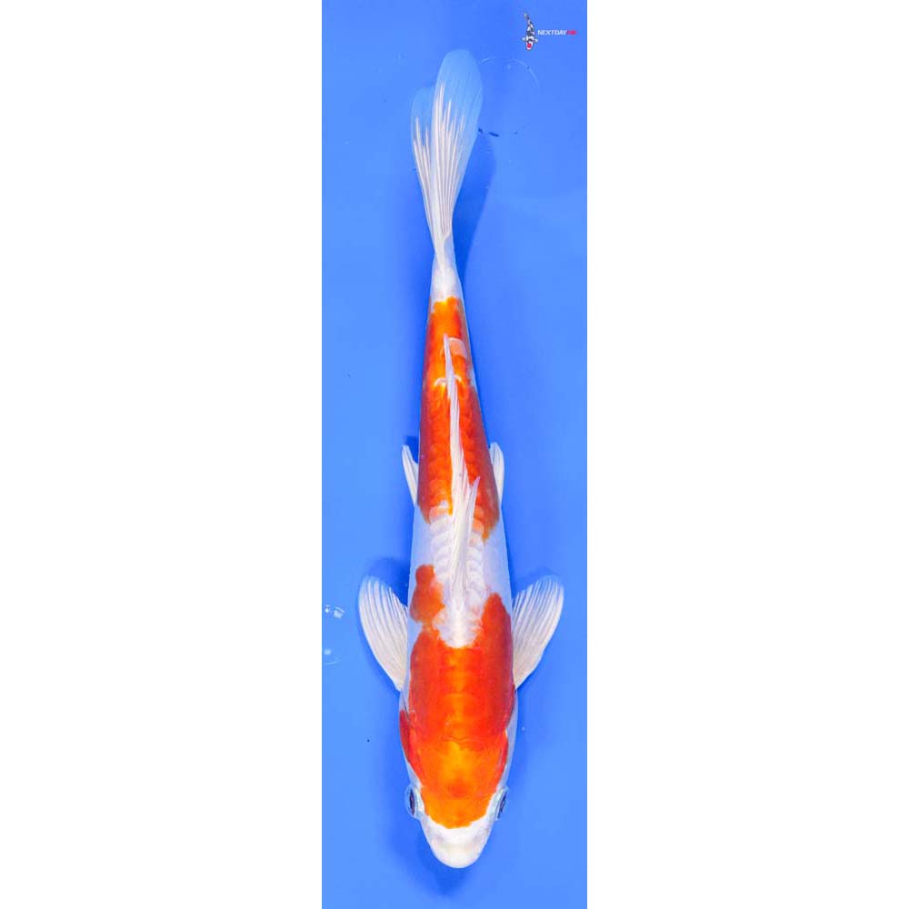 9” Imported Kikusui