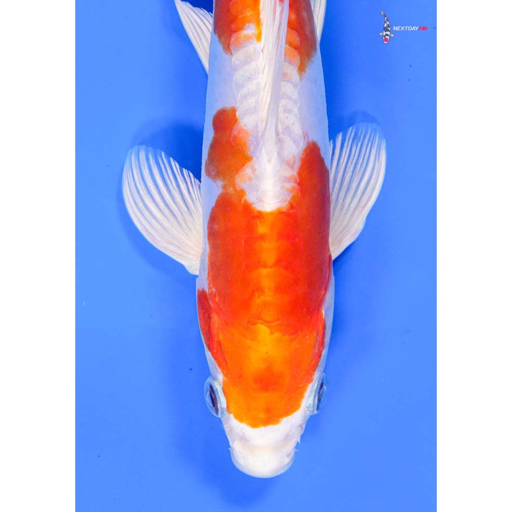 9” Imported Kikusui - Image 2