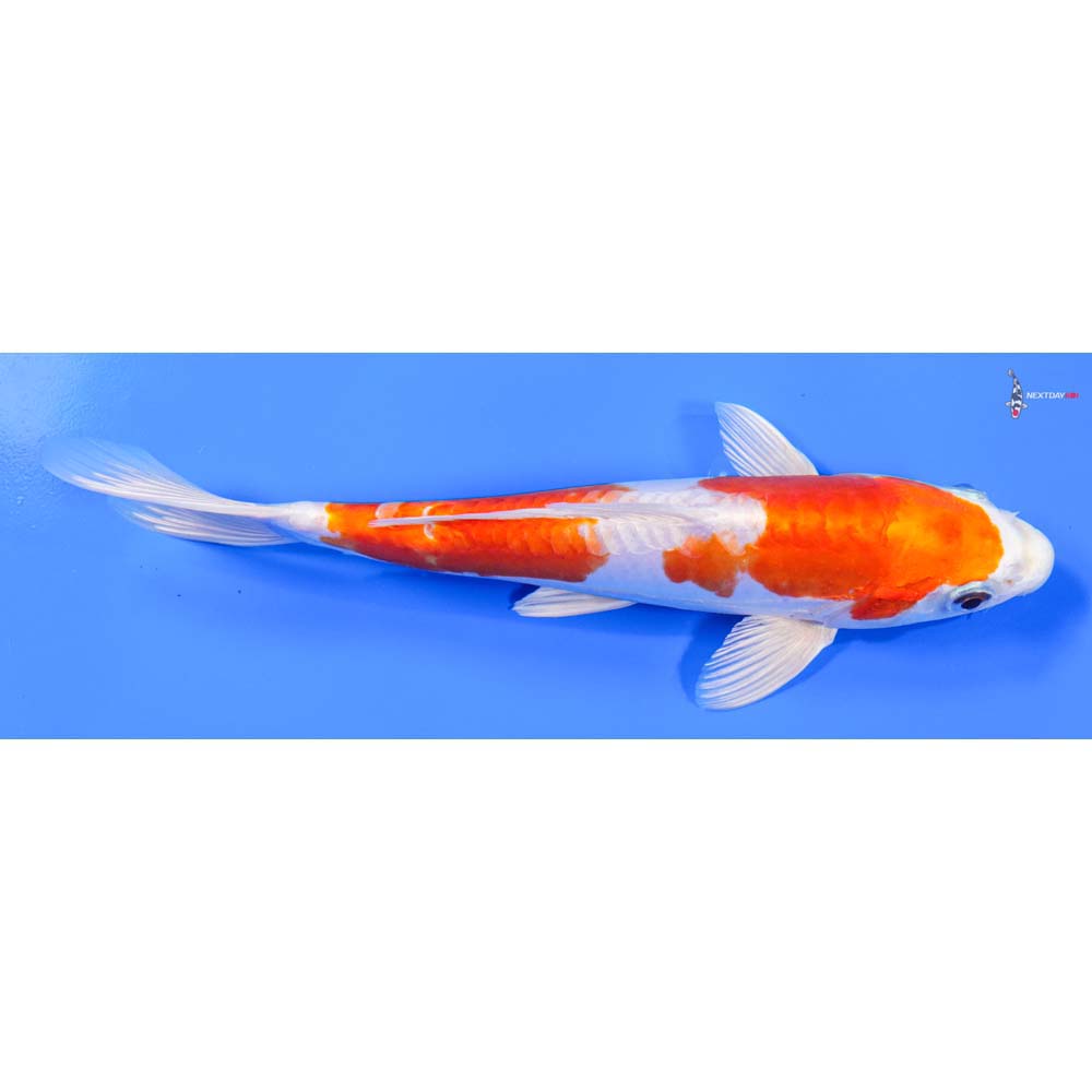 9” Imported Kikusui - Image 3