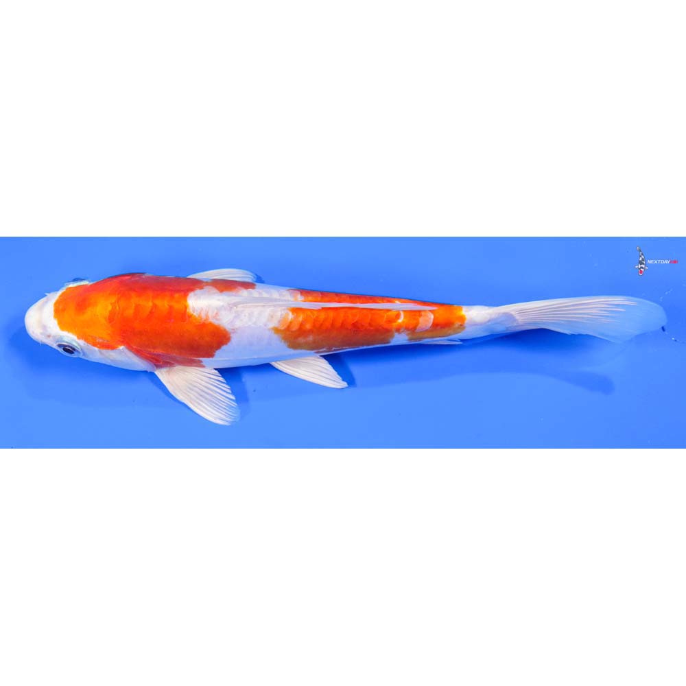 9” Imported Kikusui - Image 5