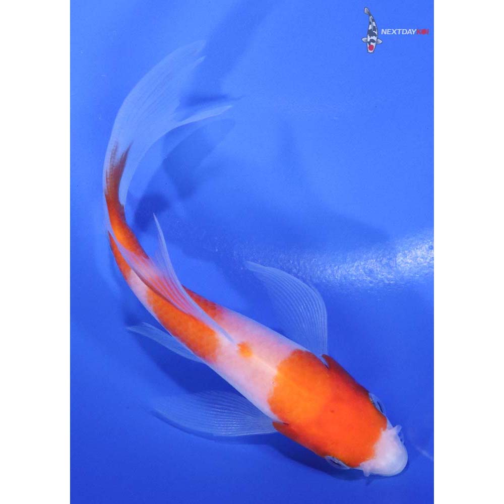 4.5” Imported Kohaku Butterfly Koi