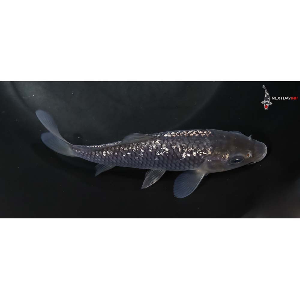 5.5” Imported Gin Rin Soragoi - Image 2