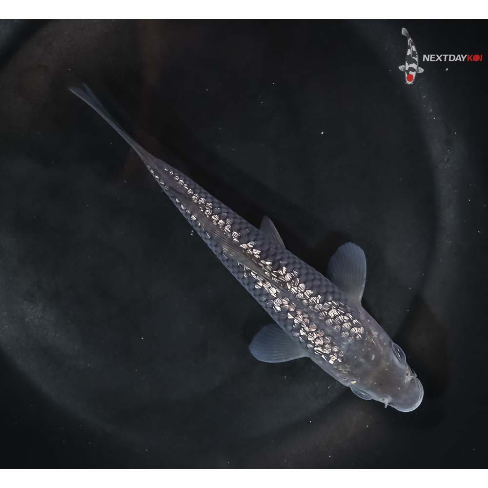 5.5” Imported Gin Rin Soragoi - Image 3