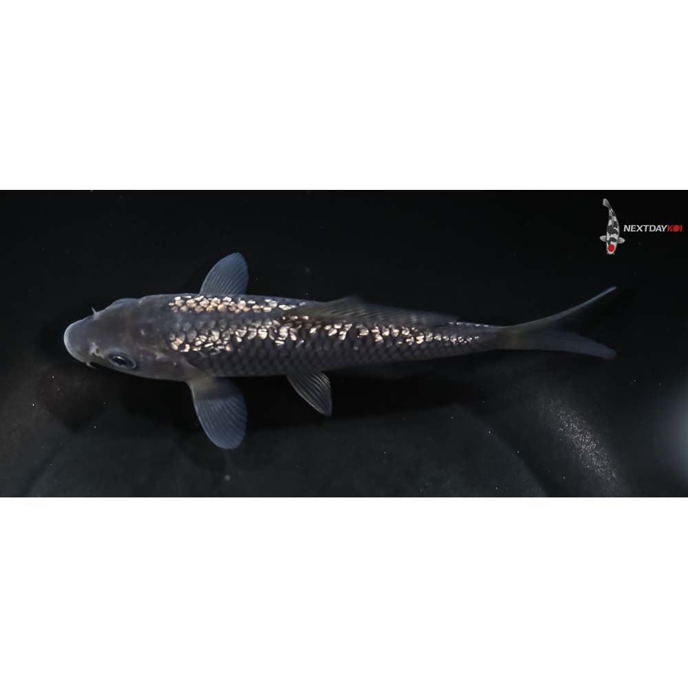 5.5” Imported Gin Rin Soragoi - Image 4