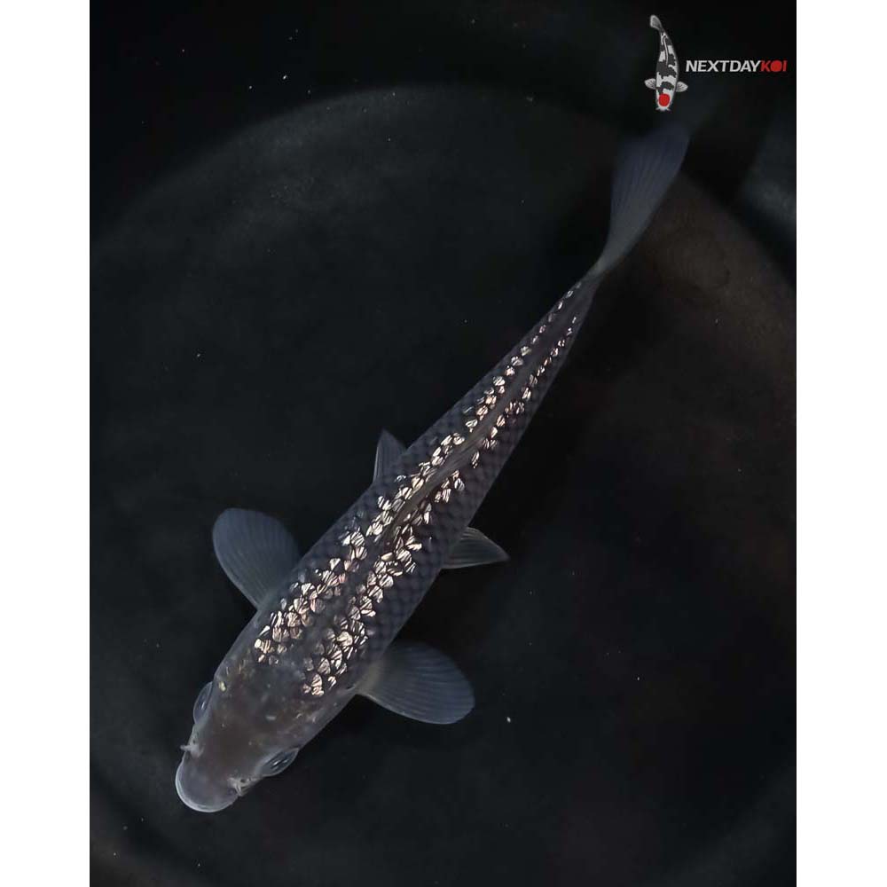 5.5” Imported Gin Rin Soragoi - Image 5