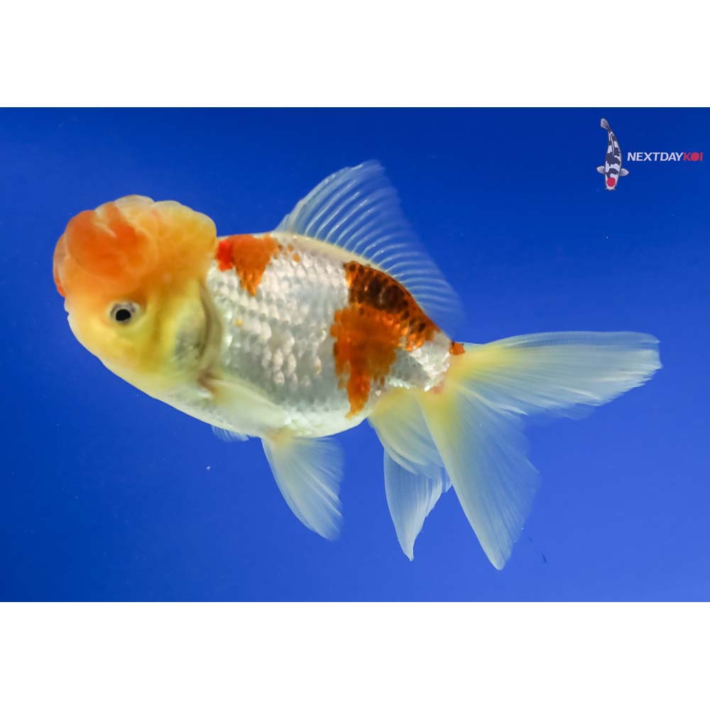 4.5” Imported Male Tri Color Panda Oranda