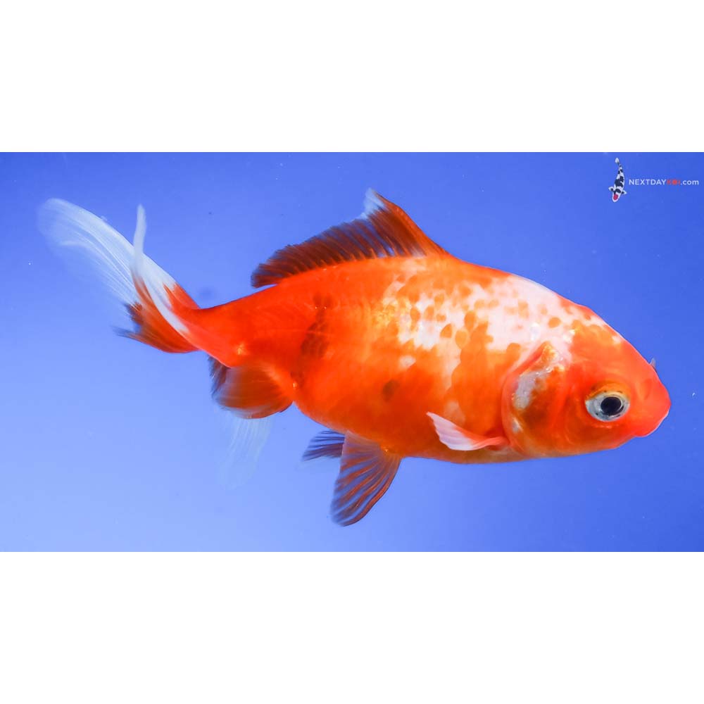 3.5” Imported Red and White Wakin - Image 2