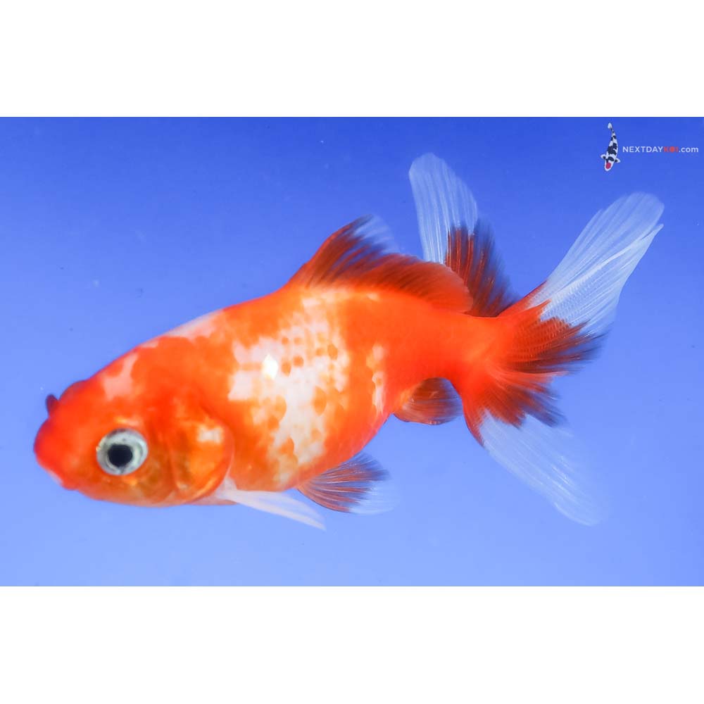 3.5” Imported Red and White Wakin - Image 3