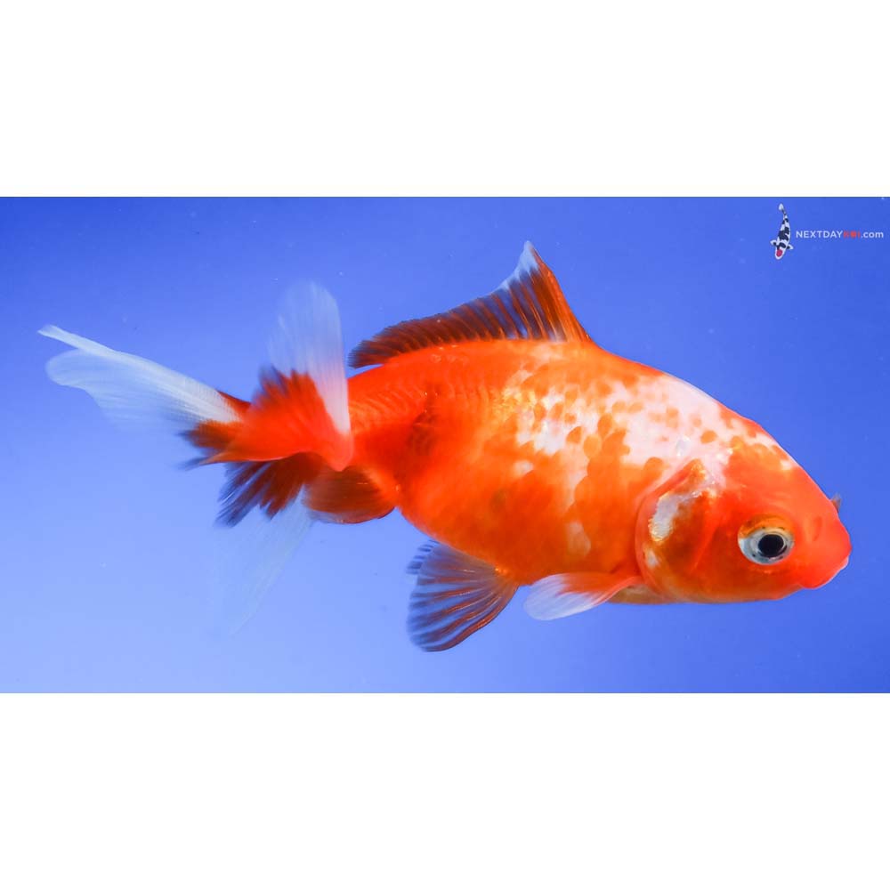 3.5” Imported Red and White Wakin - Image 4