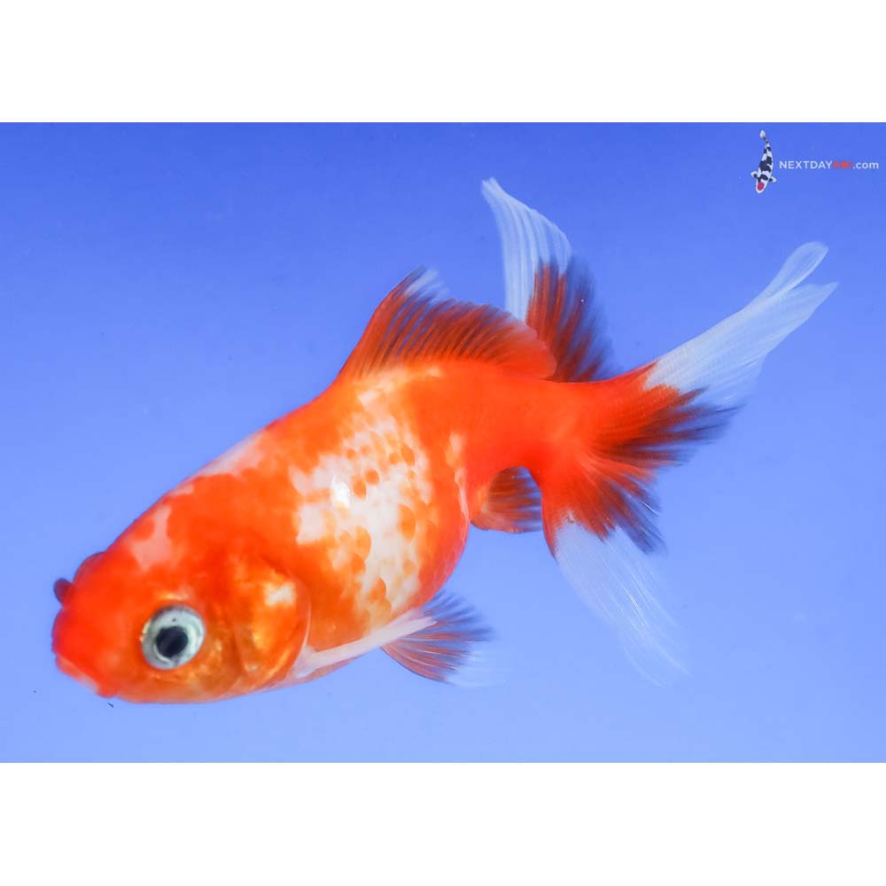 3.5” Imported Red and White Wakin - Image 5