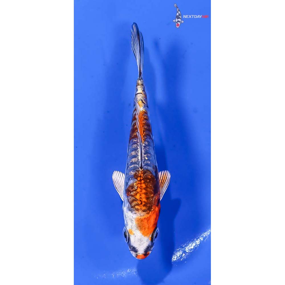 3.5” Imported Gin Rin Kin Kikokuryu