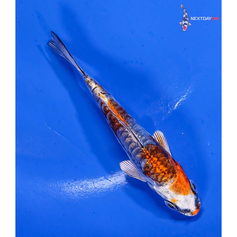 3.5” Imported Gin Rin Kin Kikokuryu - Image 3