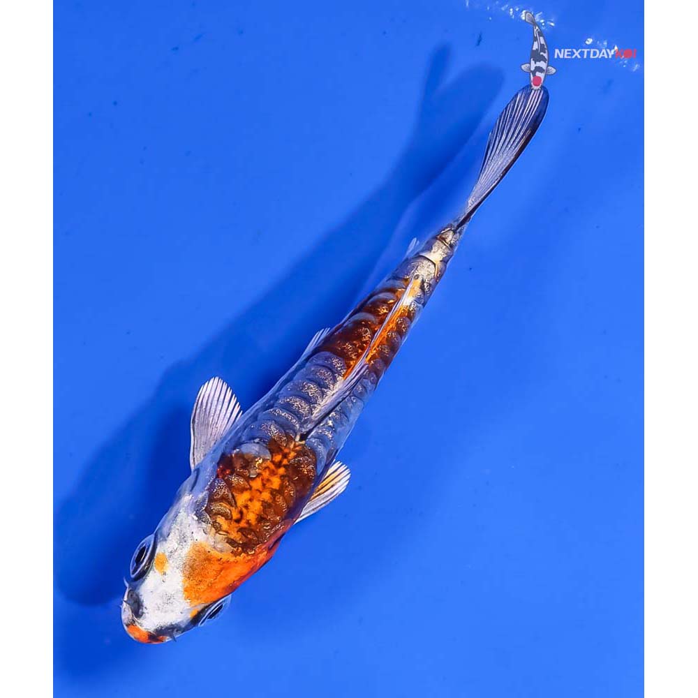 3.5” Imported Gin Rin Kin Kikokuryu - Image 5