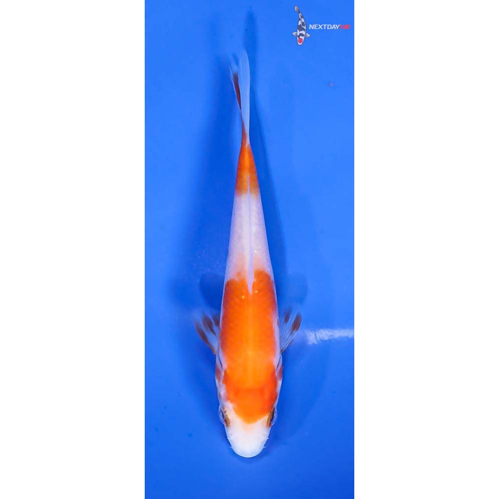 4” Imported Kohaku