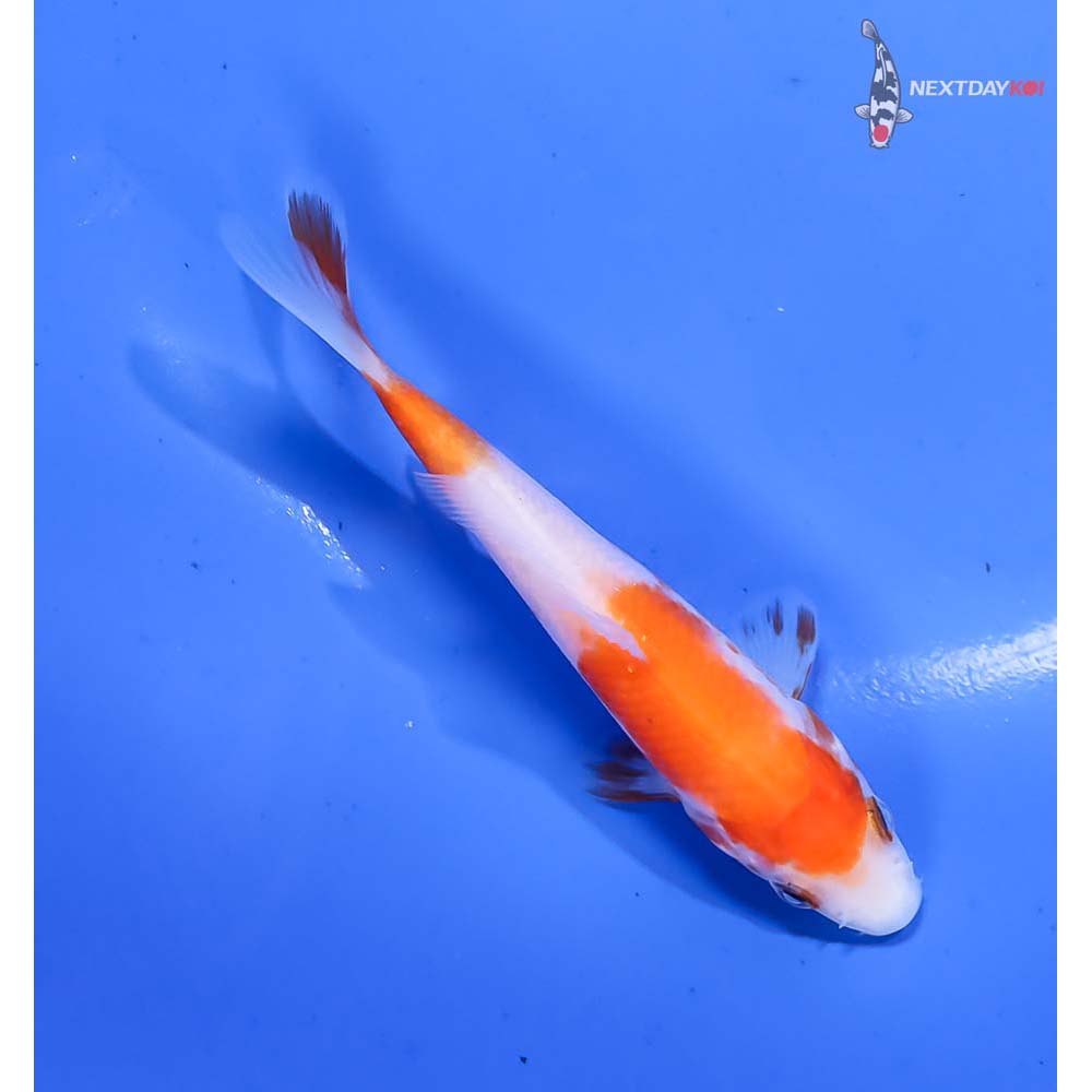 4” Imported Kohaku - Image 3