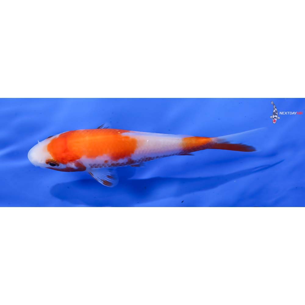 4” Imported Kohaku - Image 4