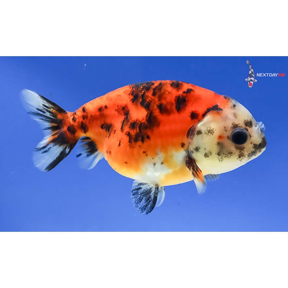 3.5” Imported Calico Ranchu
