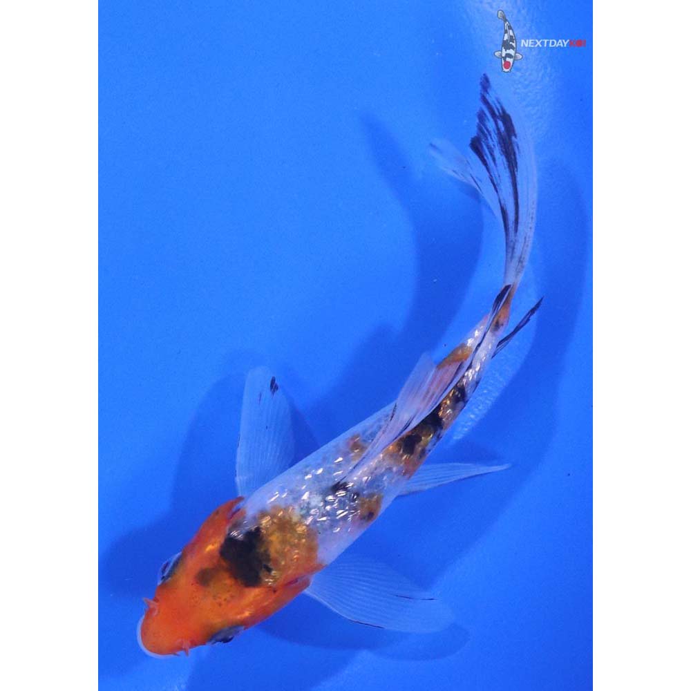4” Imported Gin Rin Sanke Butterfly Koi