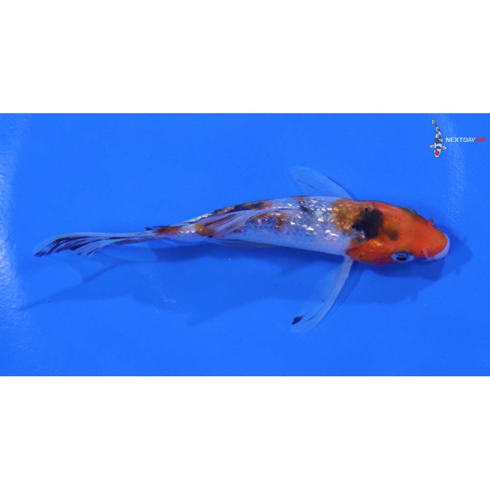 4” Imported Gin Rin Sanke Butterfly Koi - Image 2