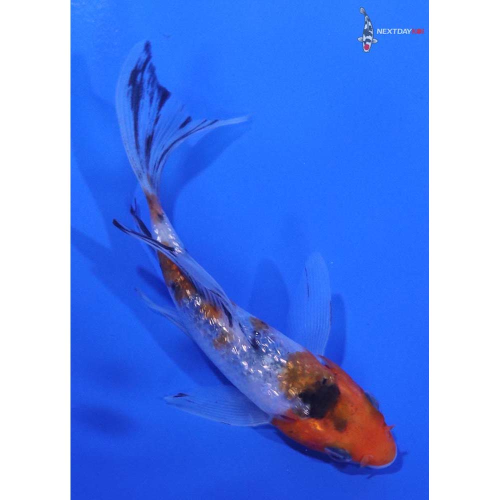 4” Imported Gin Rin Sanke Butterfly Koi - Image 3