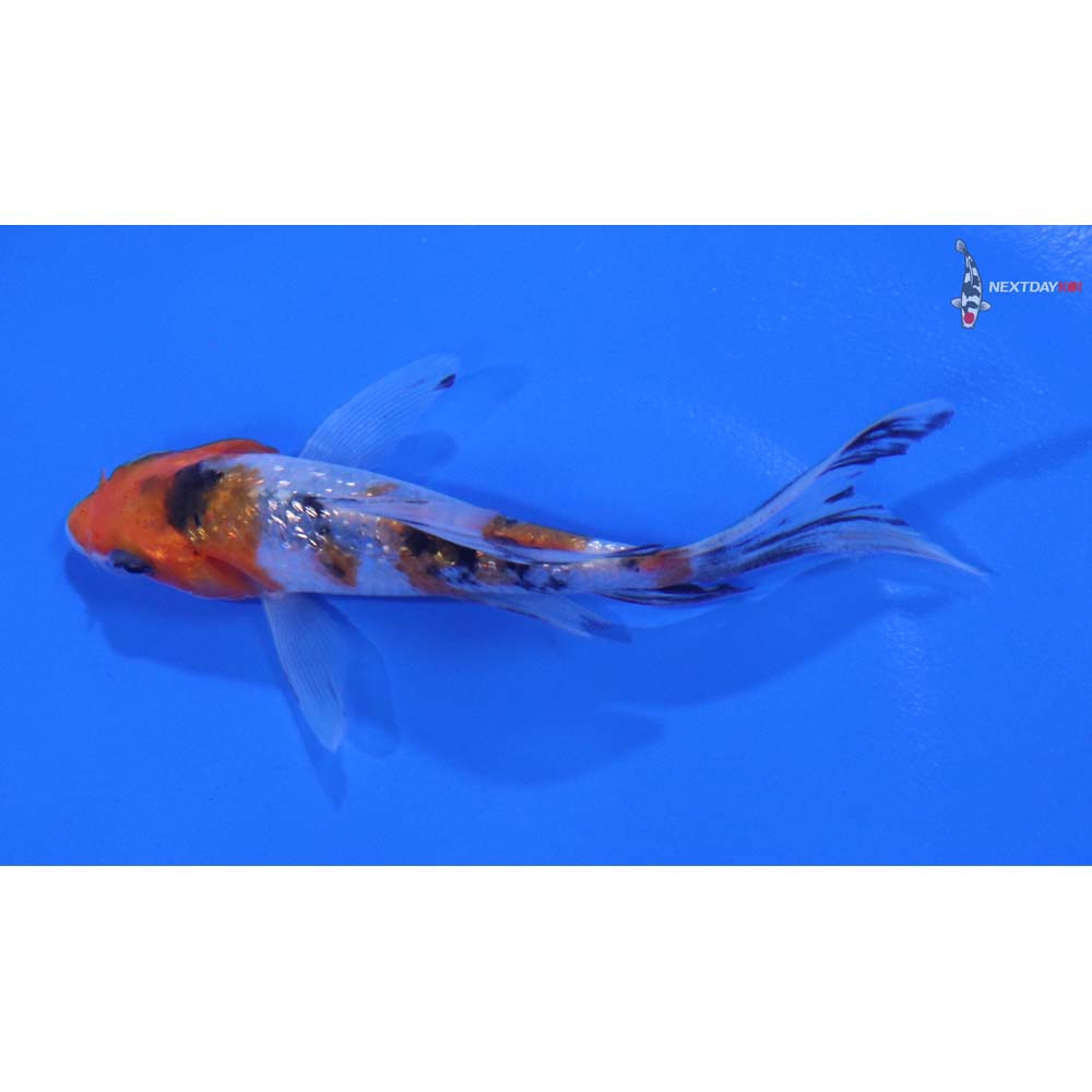 4” Imported Gin Rin Sanke Butterfly Koi - Image 4