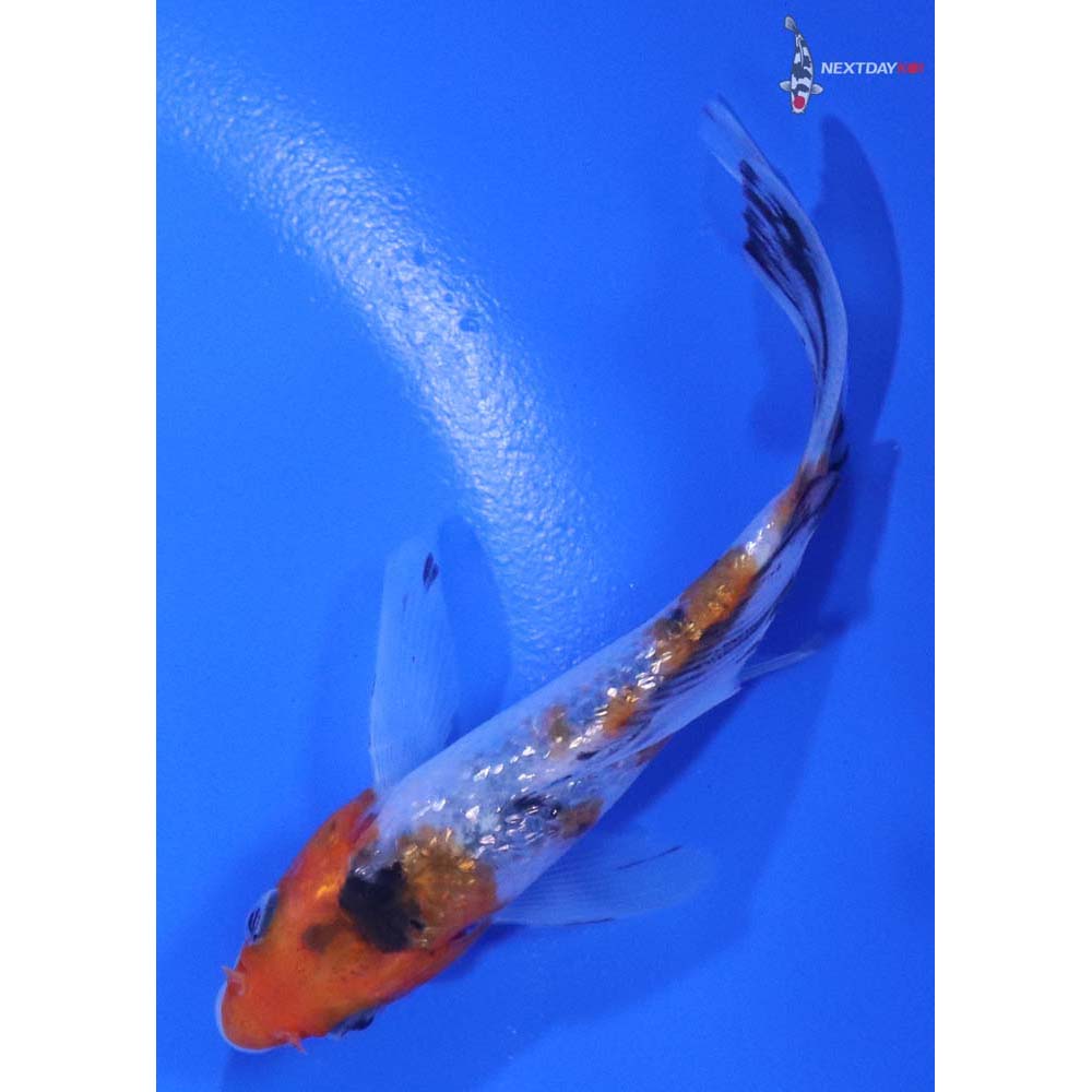 4” Imported Gin Rin Sanke Butterfly Koi - Image 5