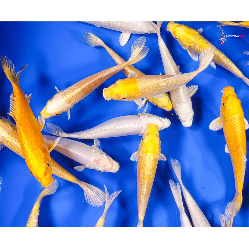 6-7" Imported Ogon Koi Mix - Image 8