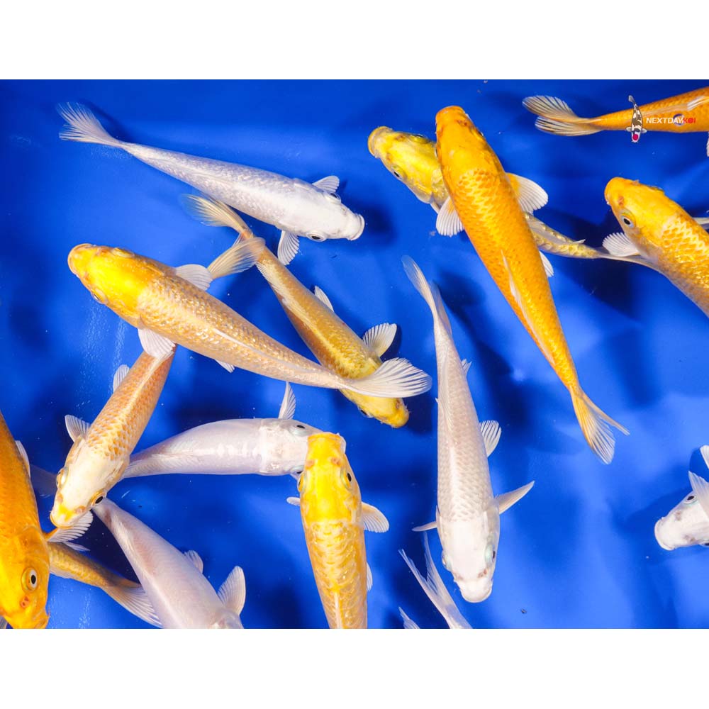 6-7" Imported Ogon Koi Mix - Image 10