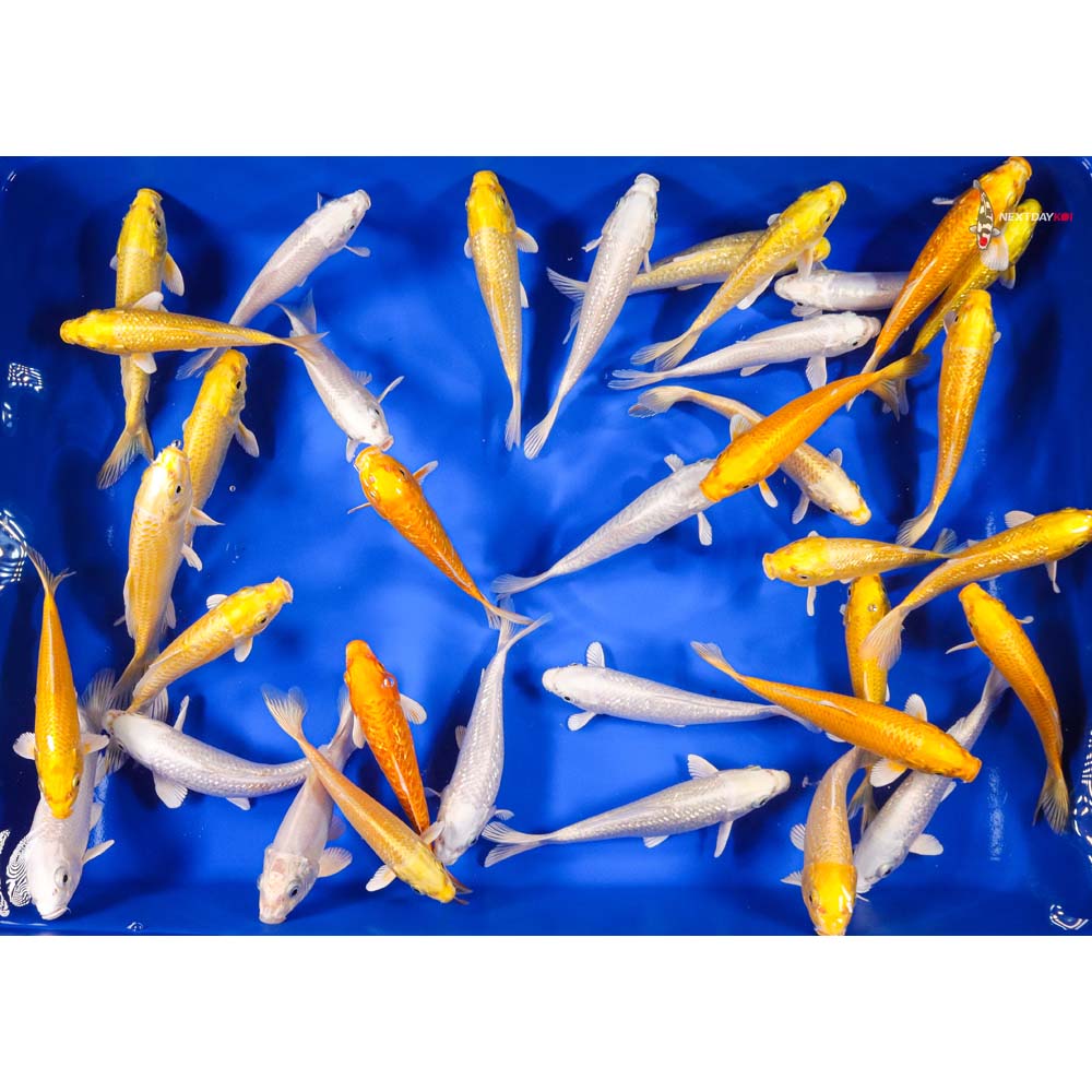 6-7" Imported Ogon Koi Mix - Image 3