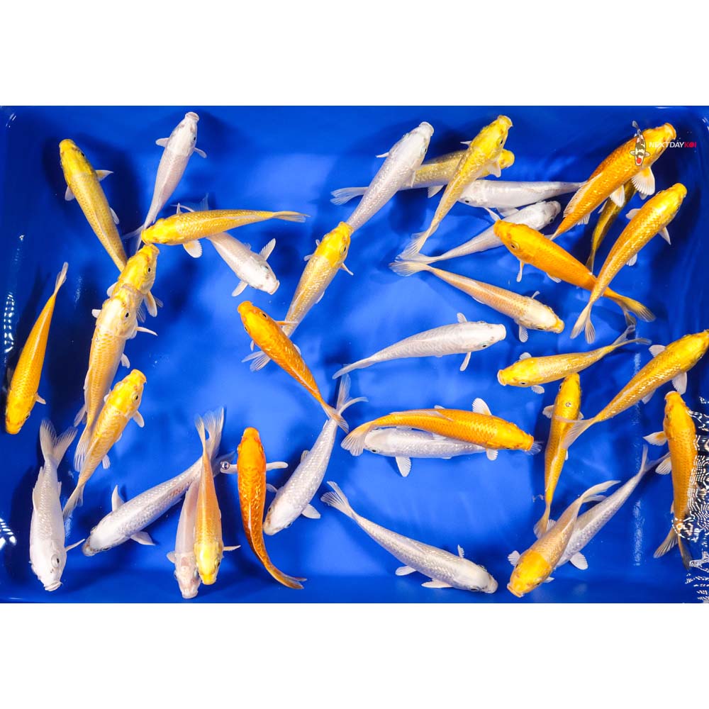 6-7" Imported Ogon Koi Mix - Image 5