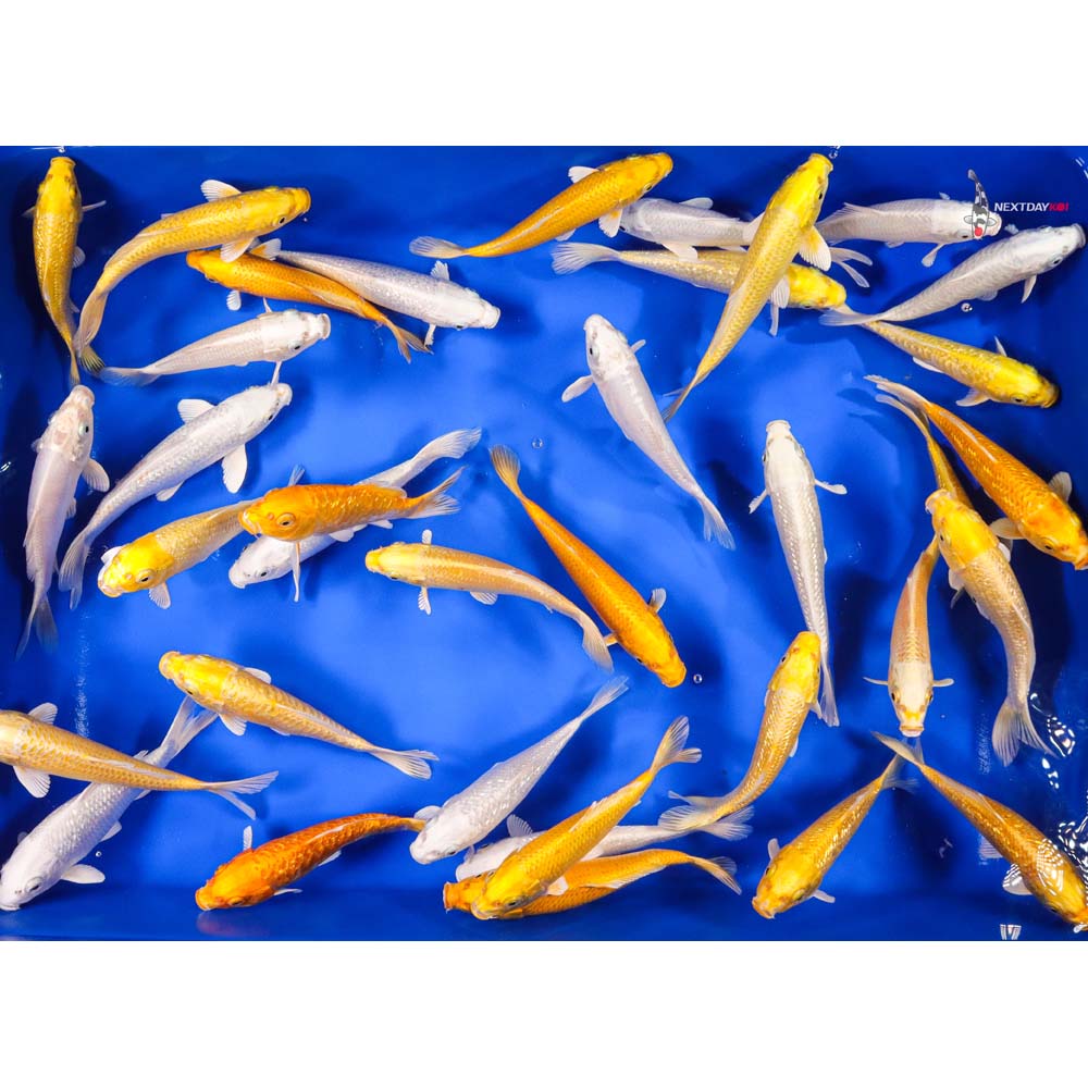 6-7" Imported Ogon Koi Mix - Image 7
