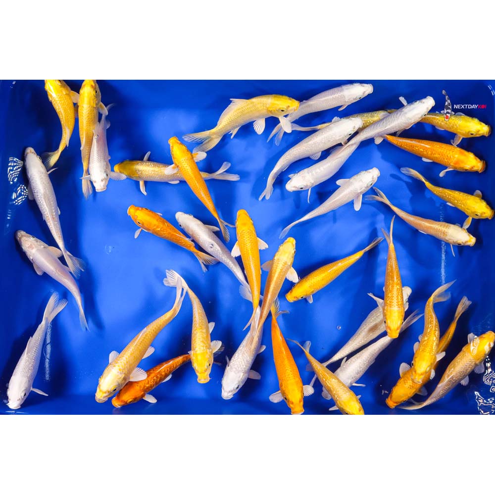 6-7" Imported Ogon Koi Mix - Image 9