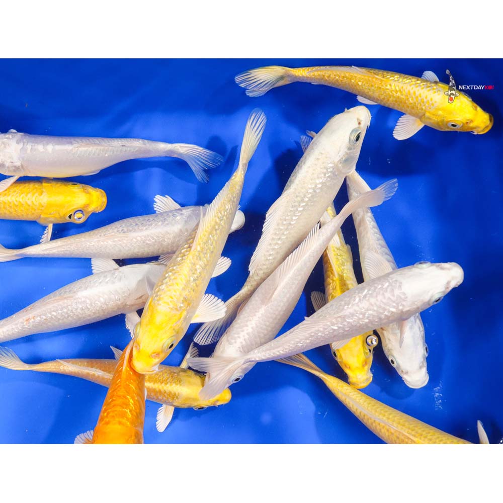 6-7" Imported Ogon Koi Mix - Image 2