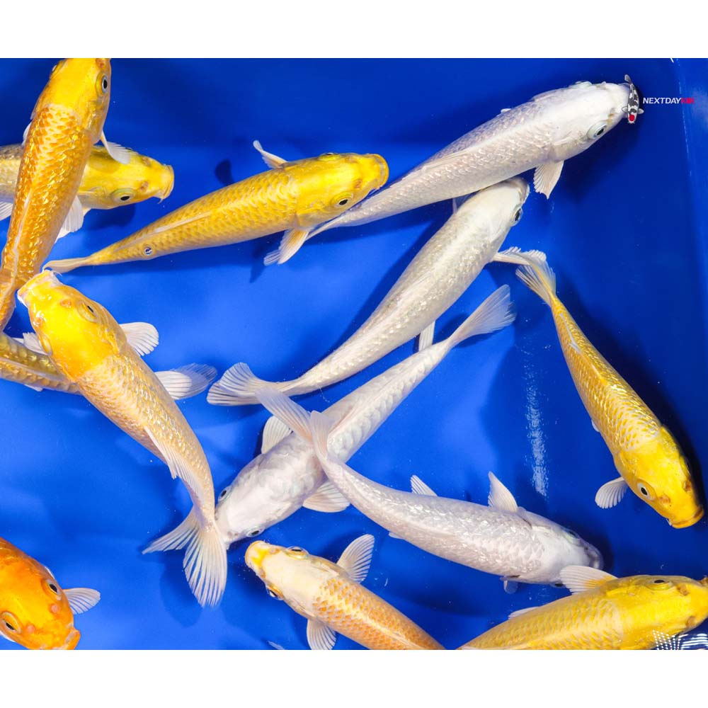 6-7" Imported Ogon Koi Mix - Image 6