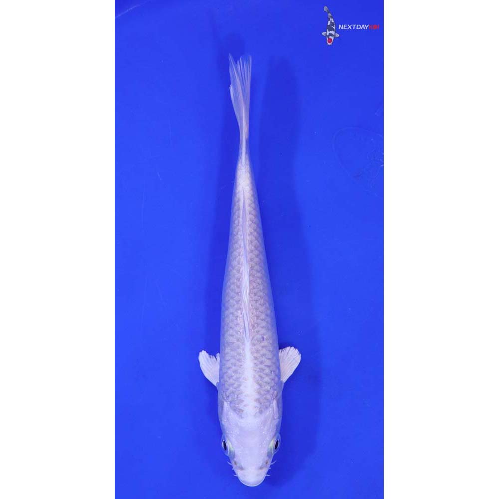 6.5” Imported Platinum Ogon