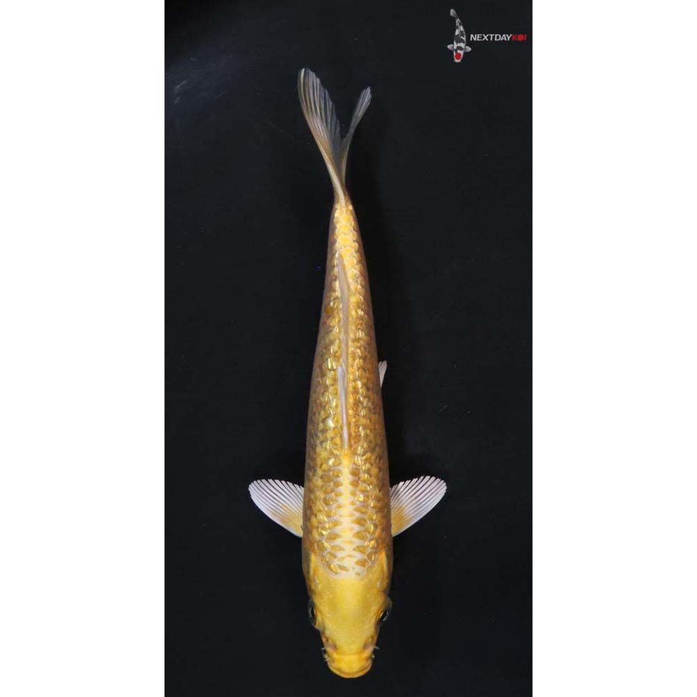 6.5” Imported Gin Rin Yamabuki Ogon